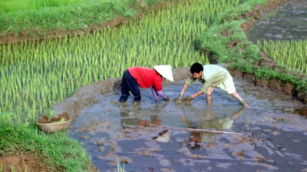 Hướng dẫn phối hợp liên ngành trong quản lý ca hỗ trợ người bị bạo lực trên cơ sở giới 